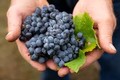 2012 Pinot Noir Case Special